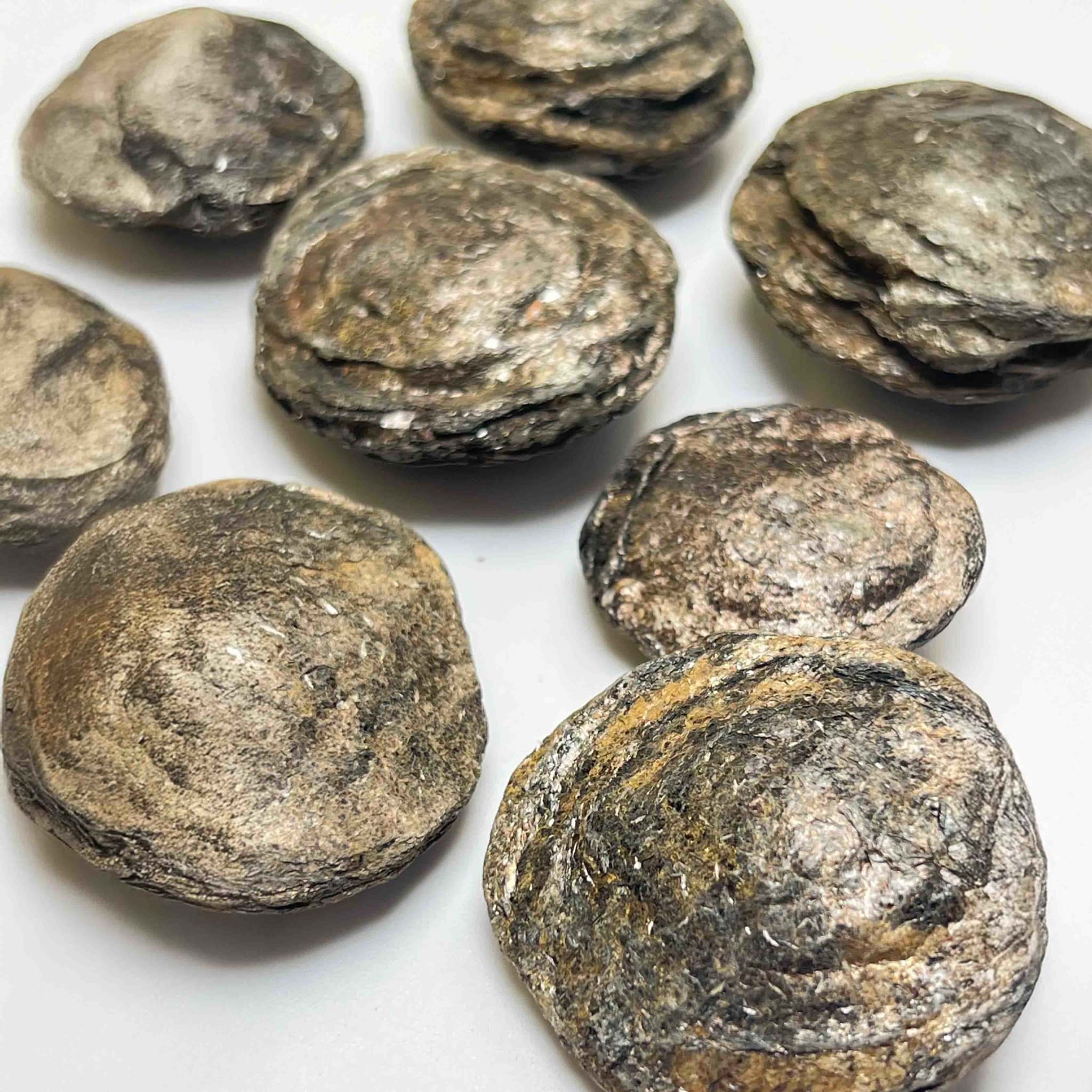 Lenti di biotite 